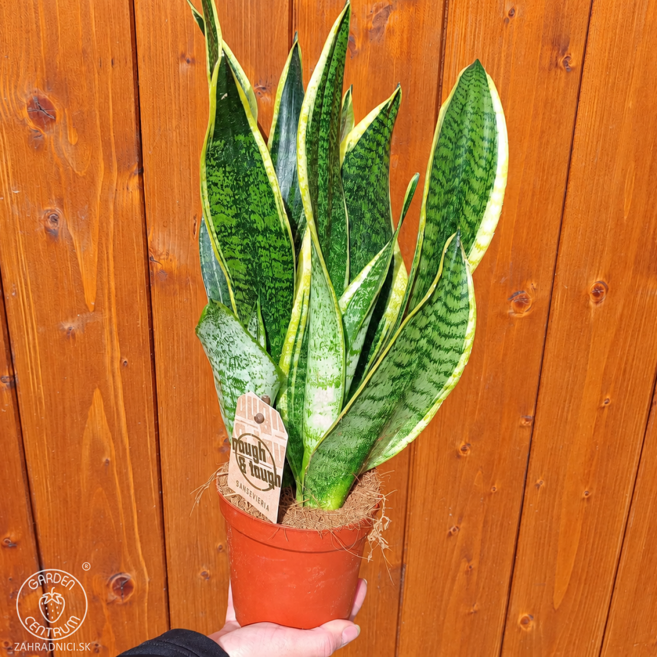 Obrázok Svokrine jazyky (Sansevieria trifasciata) ´SUPERBA´ - výška 20-30 cm , kont. C1L